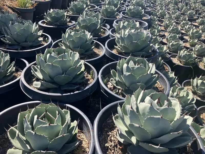 Agave at the grower