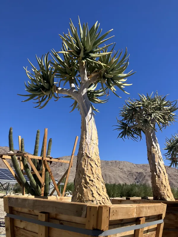 Aloe Dichotoma – The Palm Wrangler