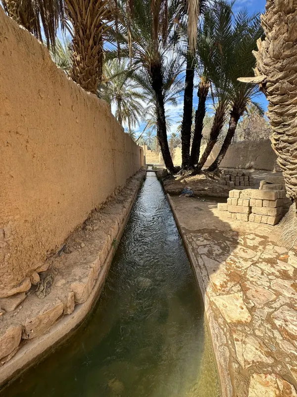 How Often to Water Palm Trees in Coachella Valley: A Complete Desert Care Guide