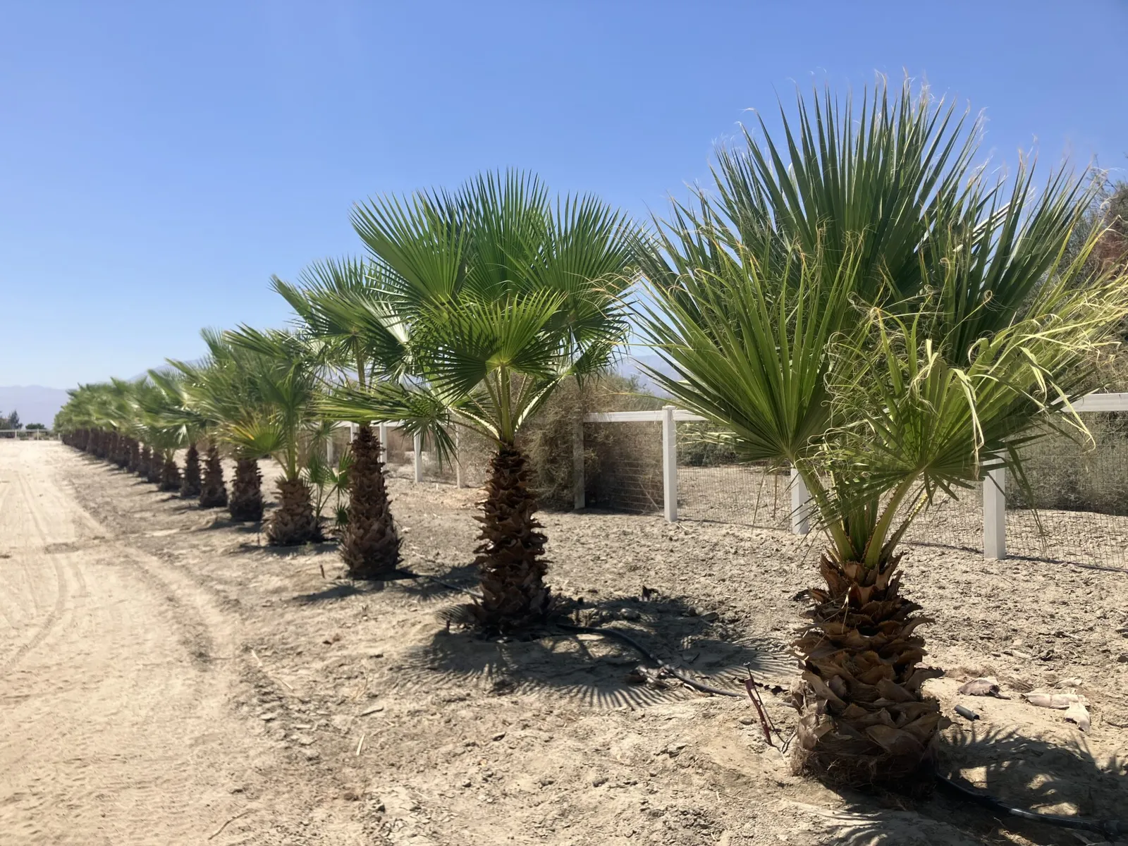 Where Builders and Developers Source Palm Trees in Southern California