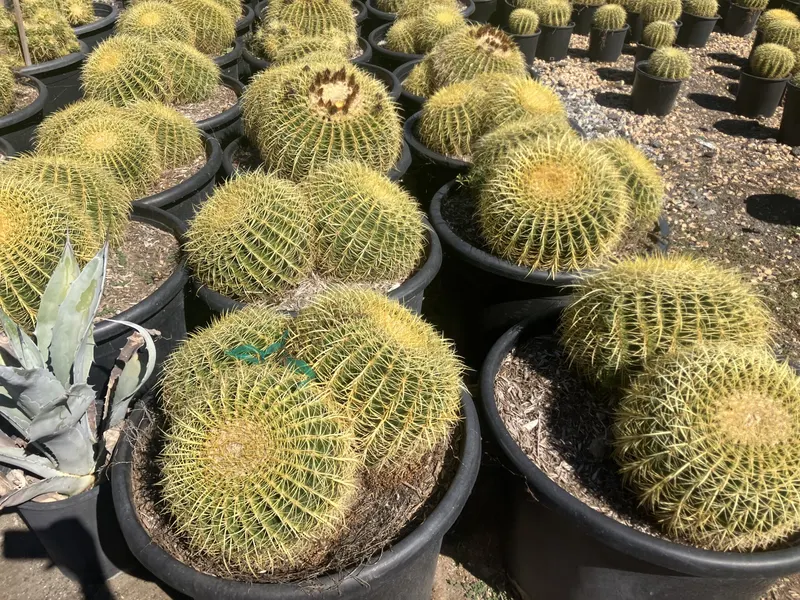 Golden Barrel Cactus