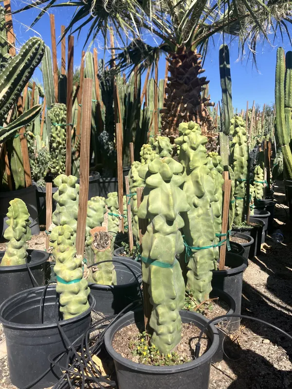 Myrtillocactus Geometrizans – The Palm Wrangler