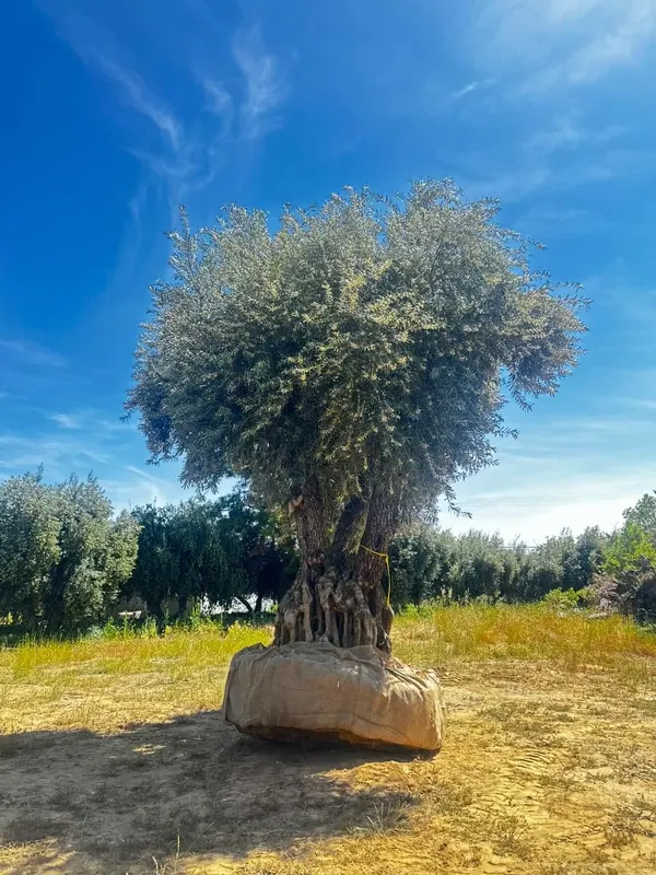 Boxed specimen olive tree