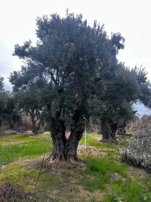 Mature Olive Tree – The Palm Wrangler