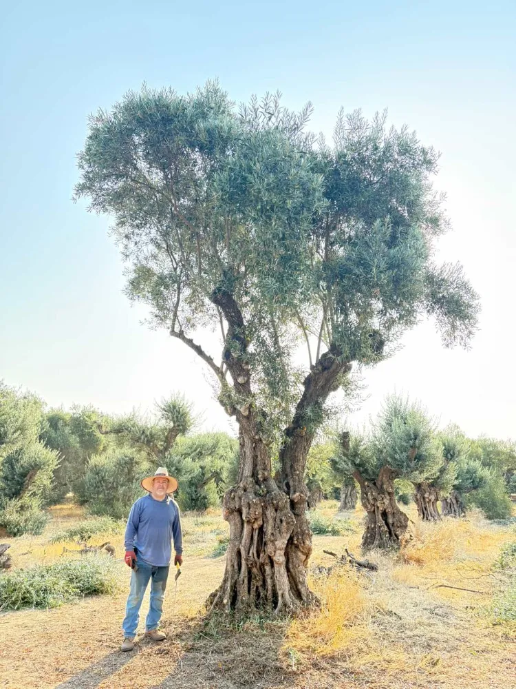 Mature olive tree selected by The Palm Wrangler