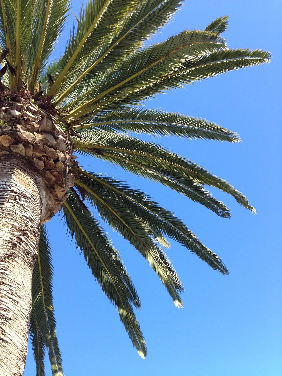 The Best Palm Trees to Plant in Coachella Valley