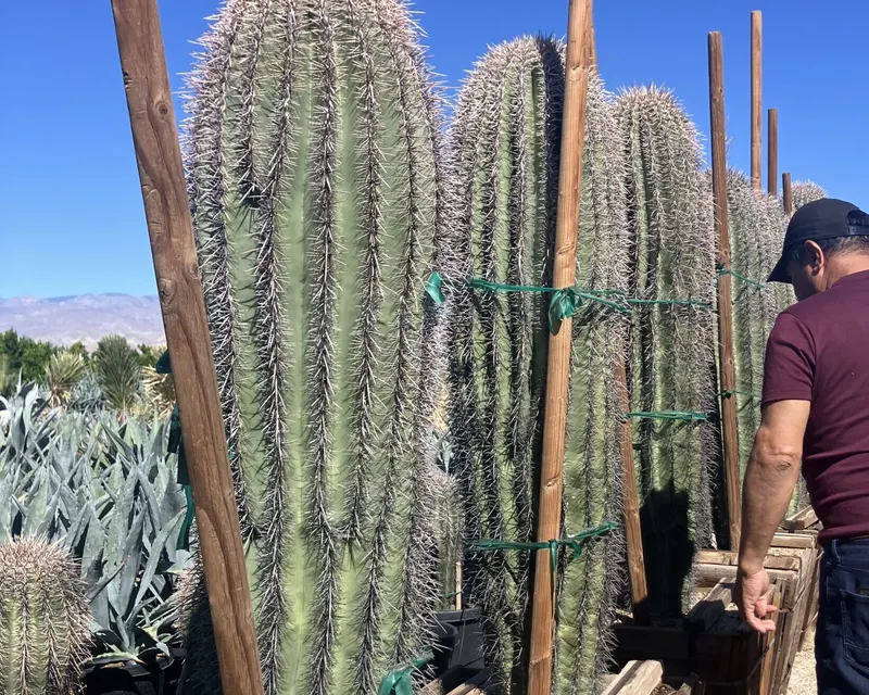 Saguaro cactus ready for delivery