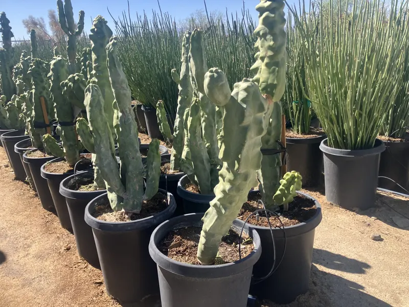Totem pole cactus