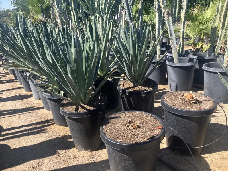 Yucca rostrata in containers