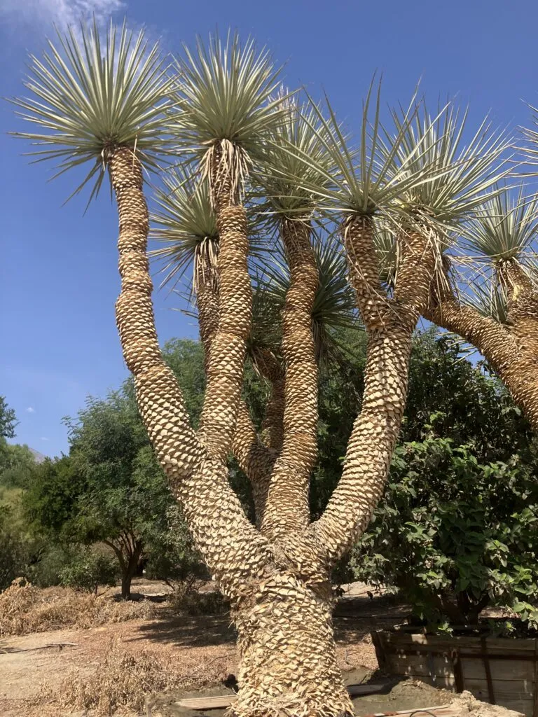 Yucca Rostrata from The Palm Wrangler